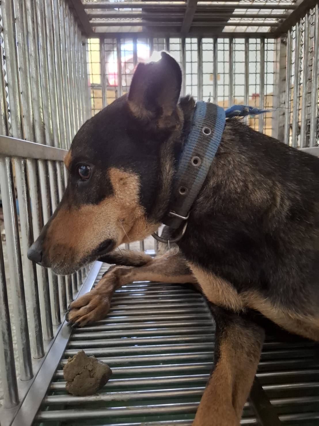 台南市待認養狗 混種犬