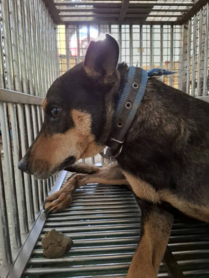 台南市待認養狗｜混種犬｜黑黃色｜公