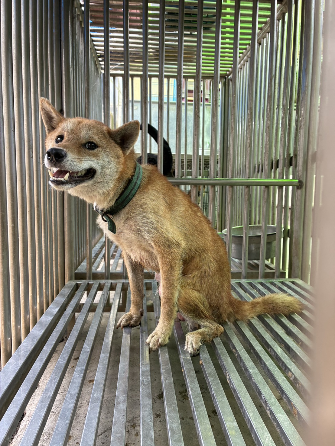 彰化縣待認養狗 混種犬
