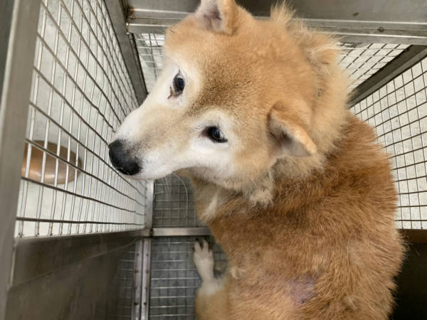 台北市待認養狗 柴犬