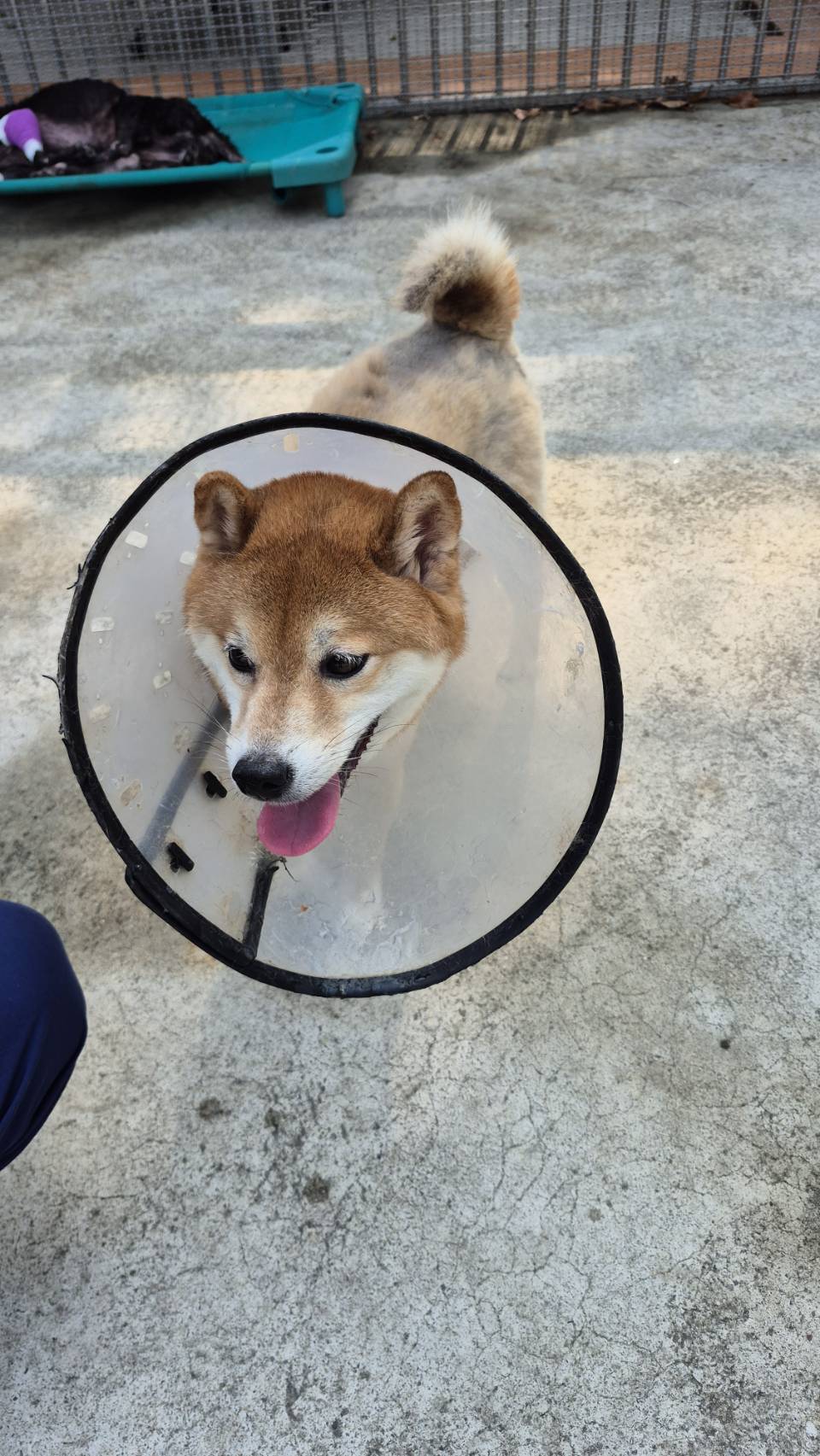 新北市待認養狗 柴犬