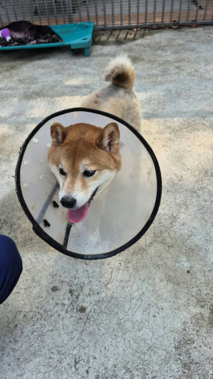 新北市待認養狗｜柴犬｜黃色｜母