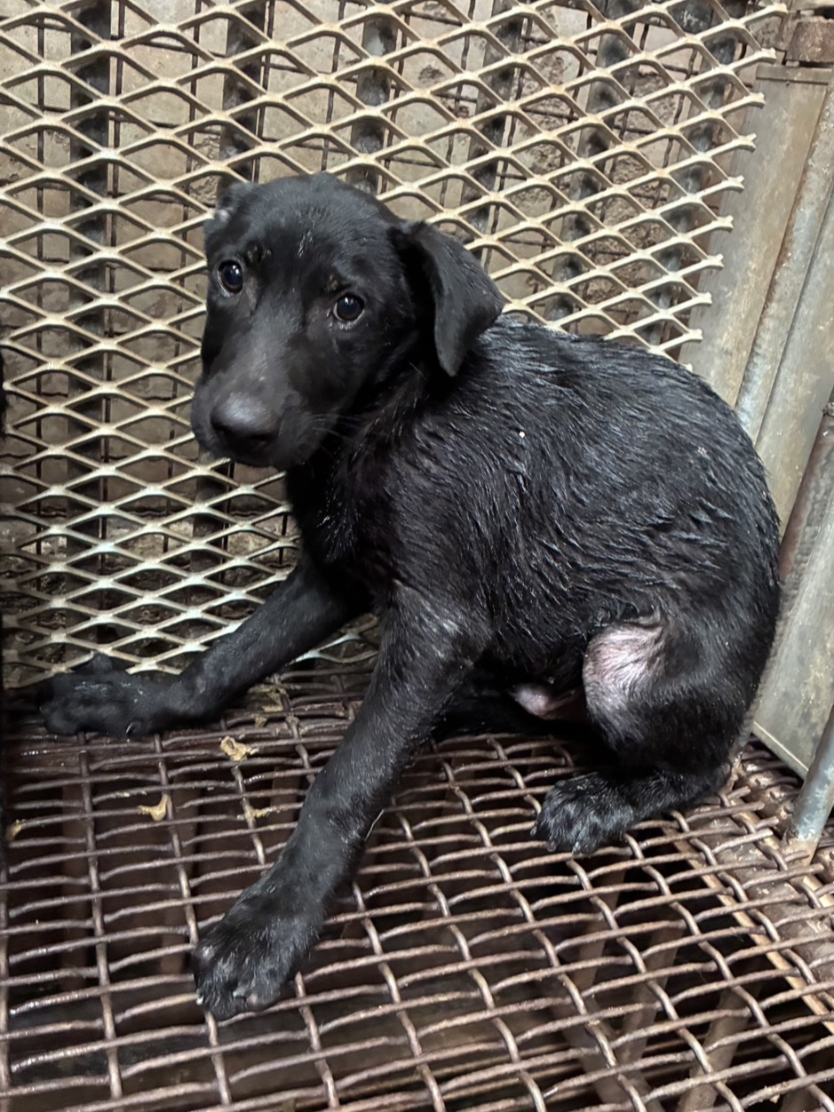 彰化縣待認養狗 混種犬