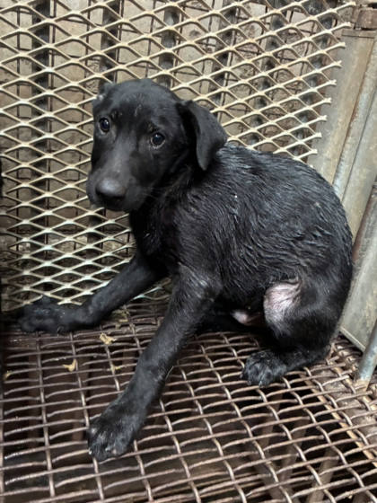 彰化縣待認養狗｜混種犬｜黑色｜公
