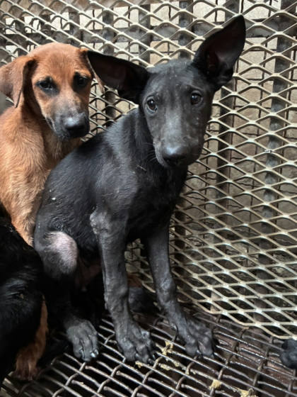 彰化縣待認養狗｜混種犬｜黑色｜母