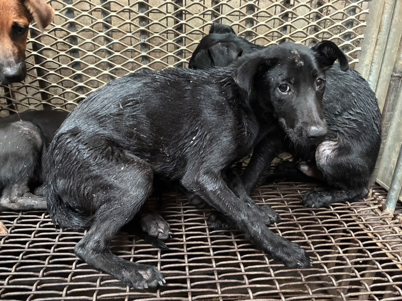 彰化縣待認養狗 混種犬