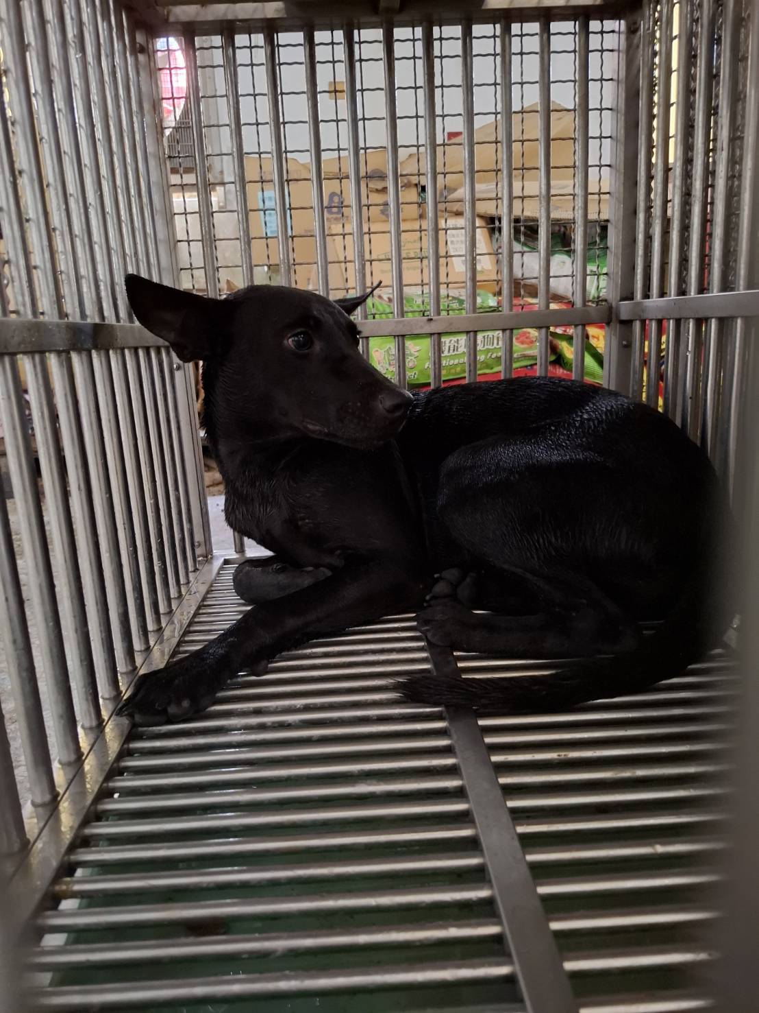 台南市待認養狗 混種犬