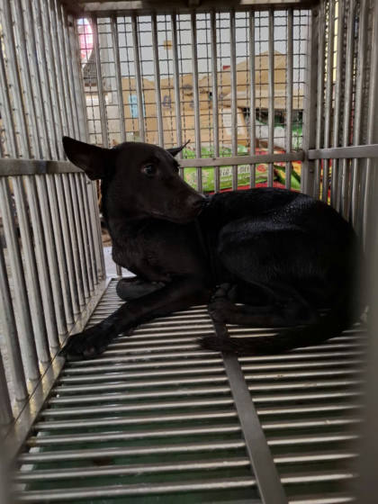 台南市待認養狗｜混種犬｜黑色｜母