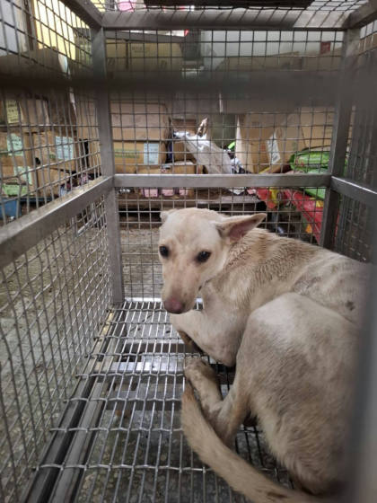台南市待認養狗｜混種犬｜白色｜母