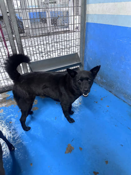 苗栗縣待認養狗｜混種犬｜黑色｜公