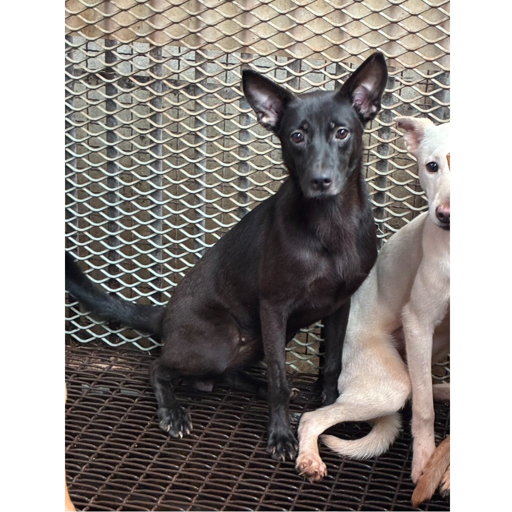 彰化縣已領養狗 混種犬