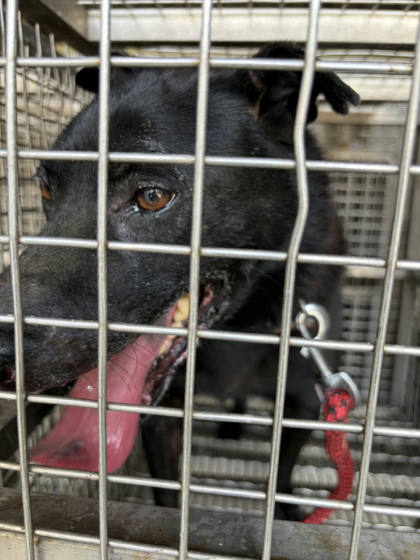 台南市待認養狗｜混種犬｜黑色｜公