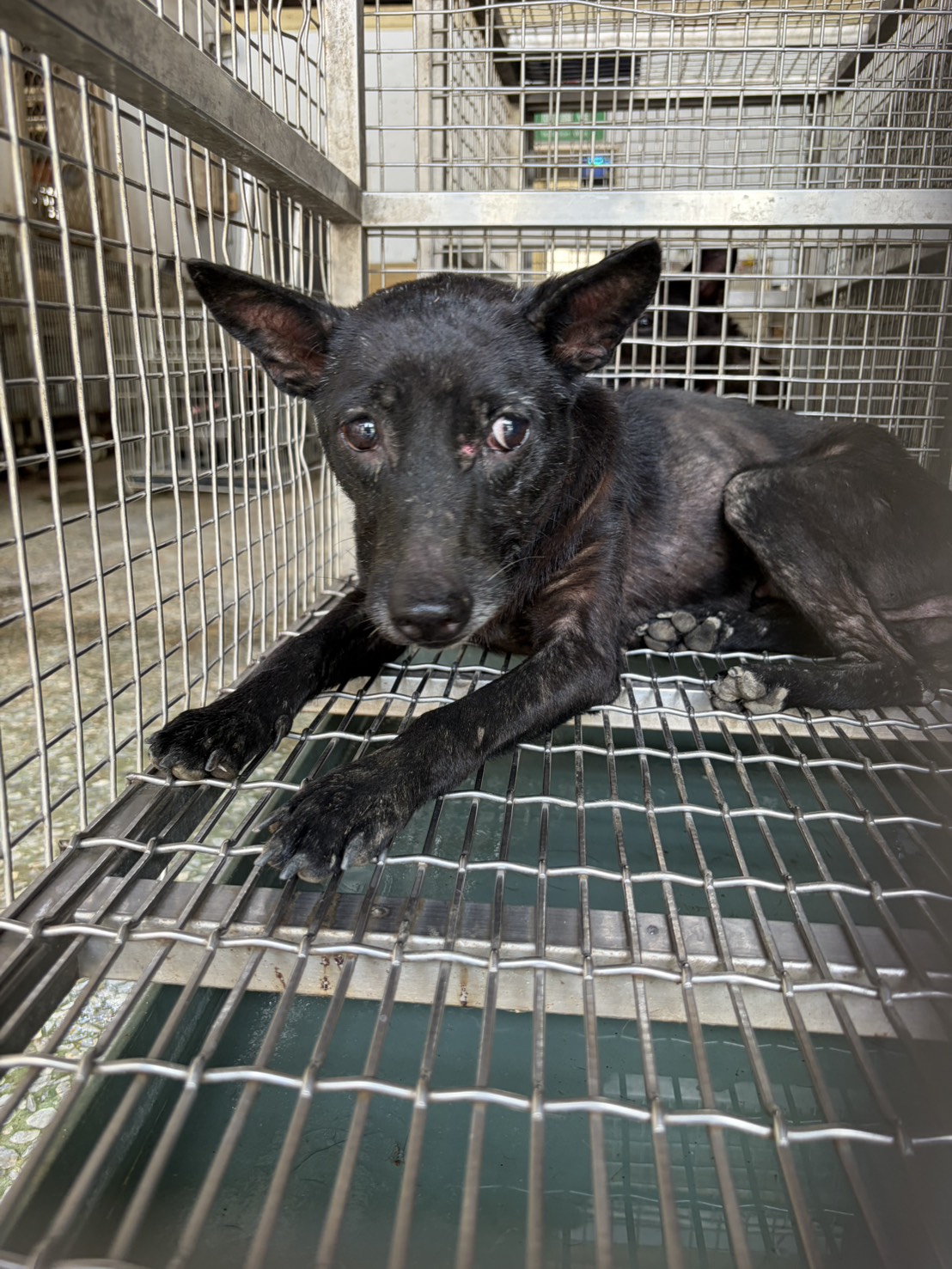 台南市待認養狗 混種犬