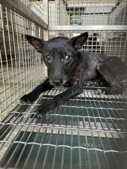 台南市待認養狗｜混種犬｜黑色｜母
