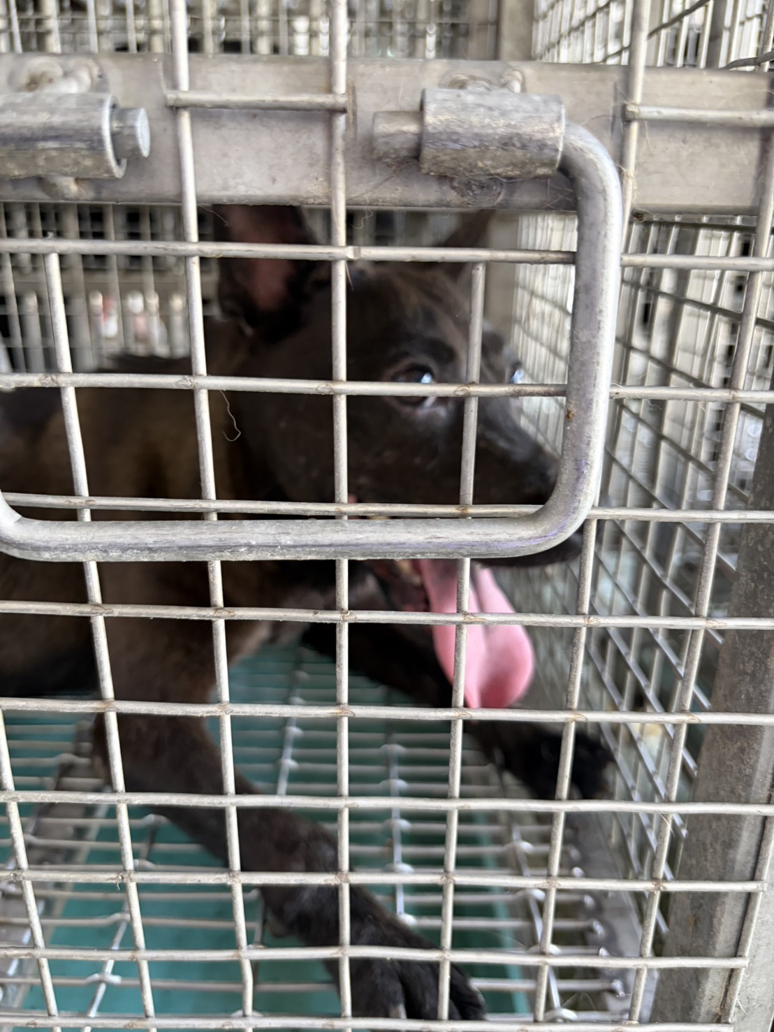 台南市待認養狗 混種犬