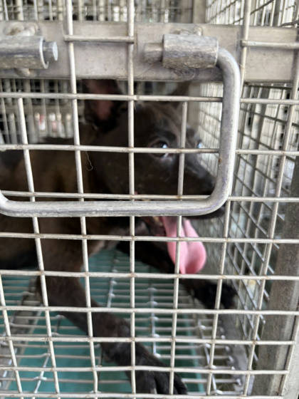 台南市待認養狗｜混種犬｜黑色｜母