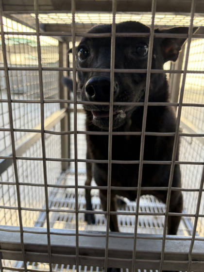 台南市待認養狗｜混種犬｜黑色｜公