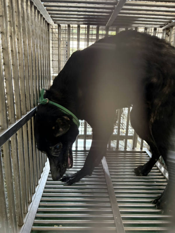 台南市待認養狗 混種犬