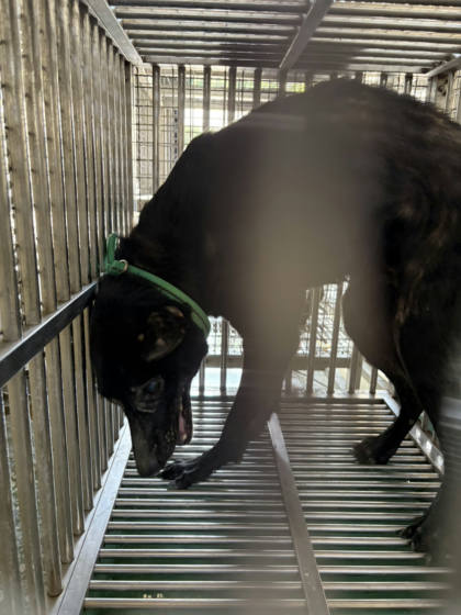 台南市待認養狗｜混種犬｜黑色｜母