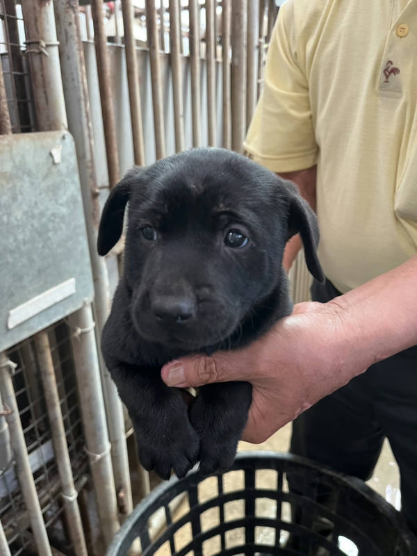 彰化縣待認養狗 混種犬