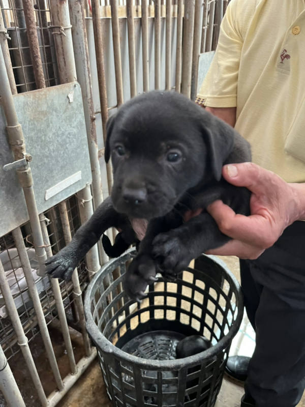 彰化縣待認養狗 混種犬