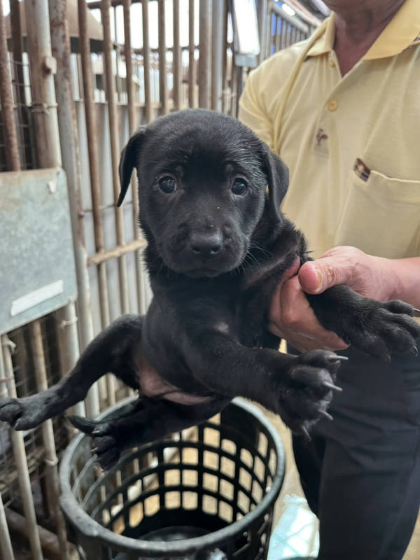 彰化縣待認養狗 混種犬