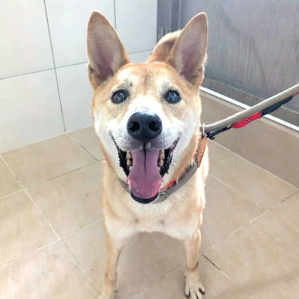 新竹縣待認養狗｜混種犬｜黃色｜母