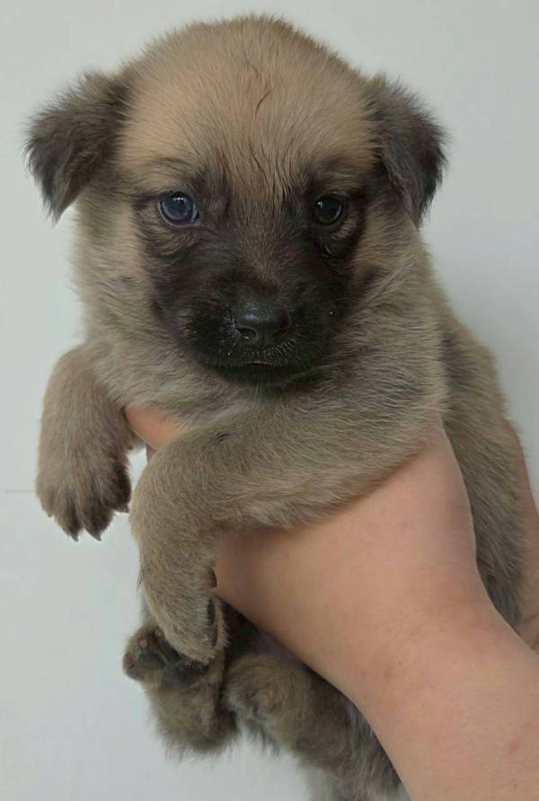 花蓮縣待認養狗 混種犬