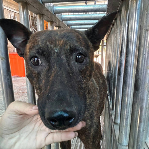 澎湖縣待認養狗 混種犬