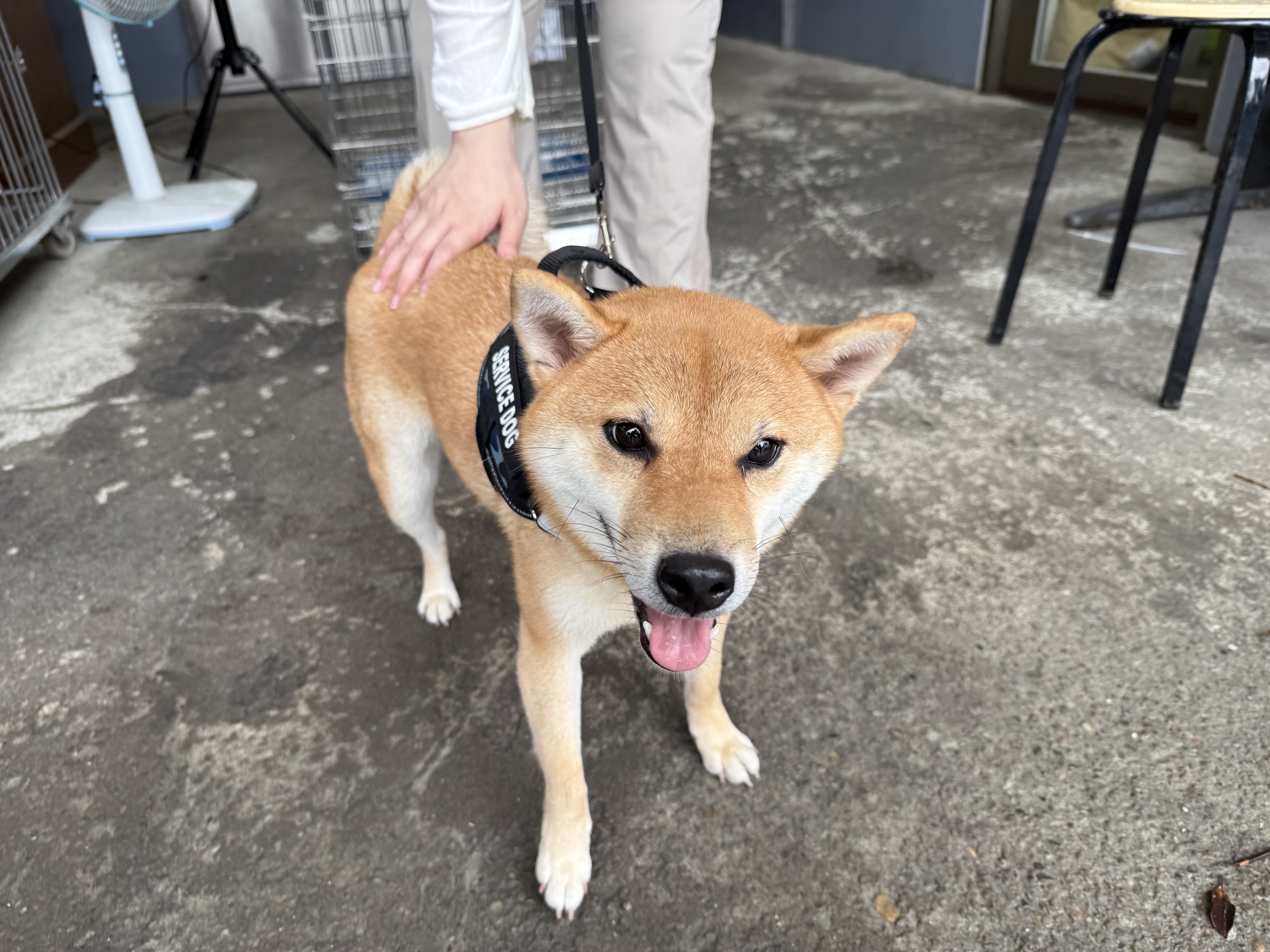 新北市待認養狗 柴犬