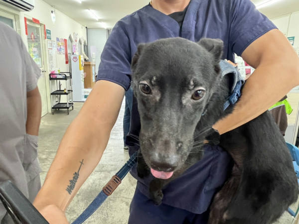 台北市待認養狗 混種犬