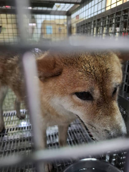 台南市待認養狗｜柴犬｜黃色｜母