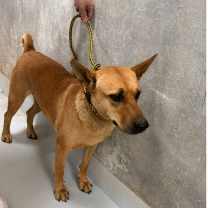 基隆市待認養狗｜混種犬｜黃色｜公