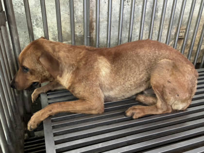 彰化縣待認養狗｜混種犬｜黃色｜公