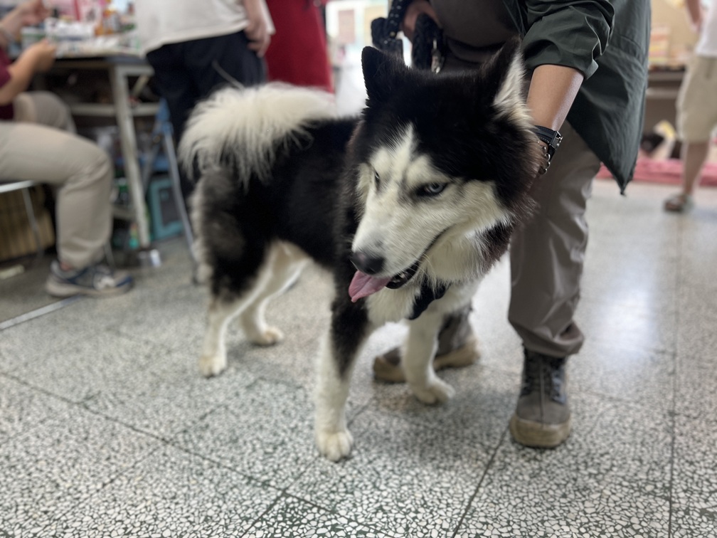 桃園市待認養狗 哈士奇(西伯利亞雪橇犬)