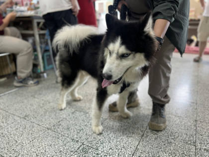 桃園市待認養狗｜哈士奇(西伯利亞雪橇犬)｜黑白色｜公
