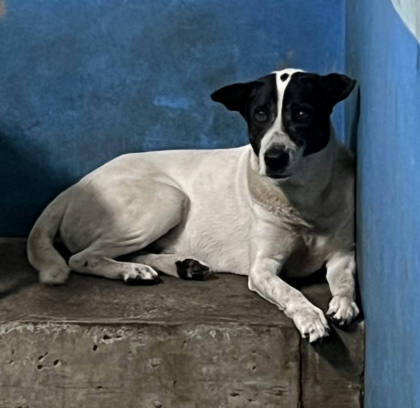 苗栗縣待認養狗｜混種犬｜花白色｜公