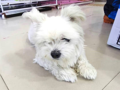 高雄市待認養狗｜瑪爾濟斯犬｜白色｜公