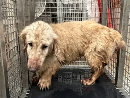 高雄市待認養狗｜臘腸犬｜黃色｜母