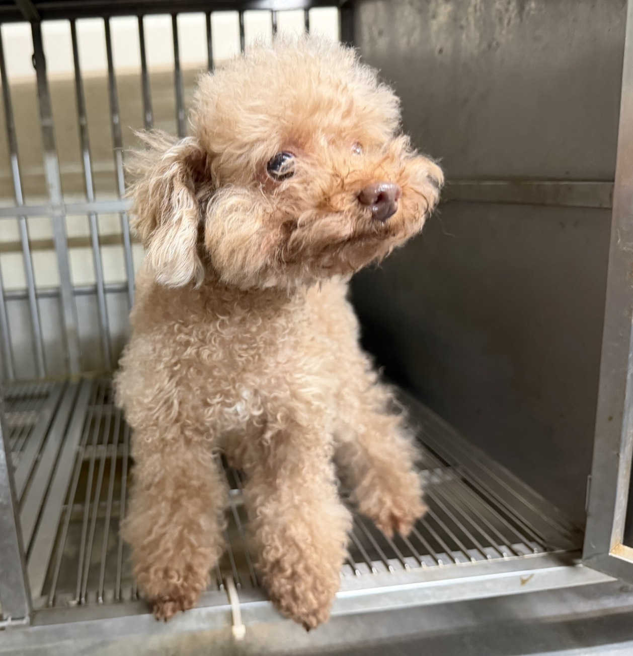 桃園市待認養狗 貴賓犬