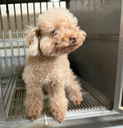 桃園市待認養狗｜貴賓犬｜棕色｜母