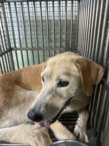 台南市待認養狗｜混種犬｜棕白色｜母