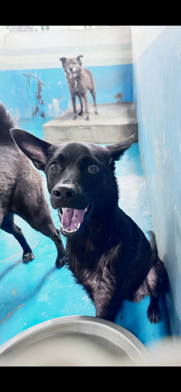 苗栗縣待認養狗 混種犬