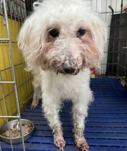 新北市待認養狗｜瑪爾濟斯犬｜白色｜母