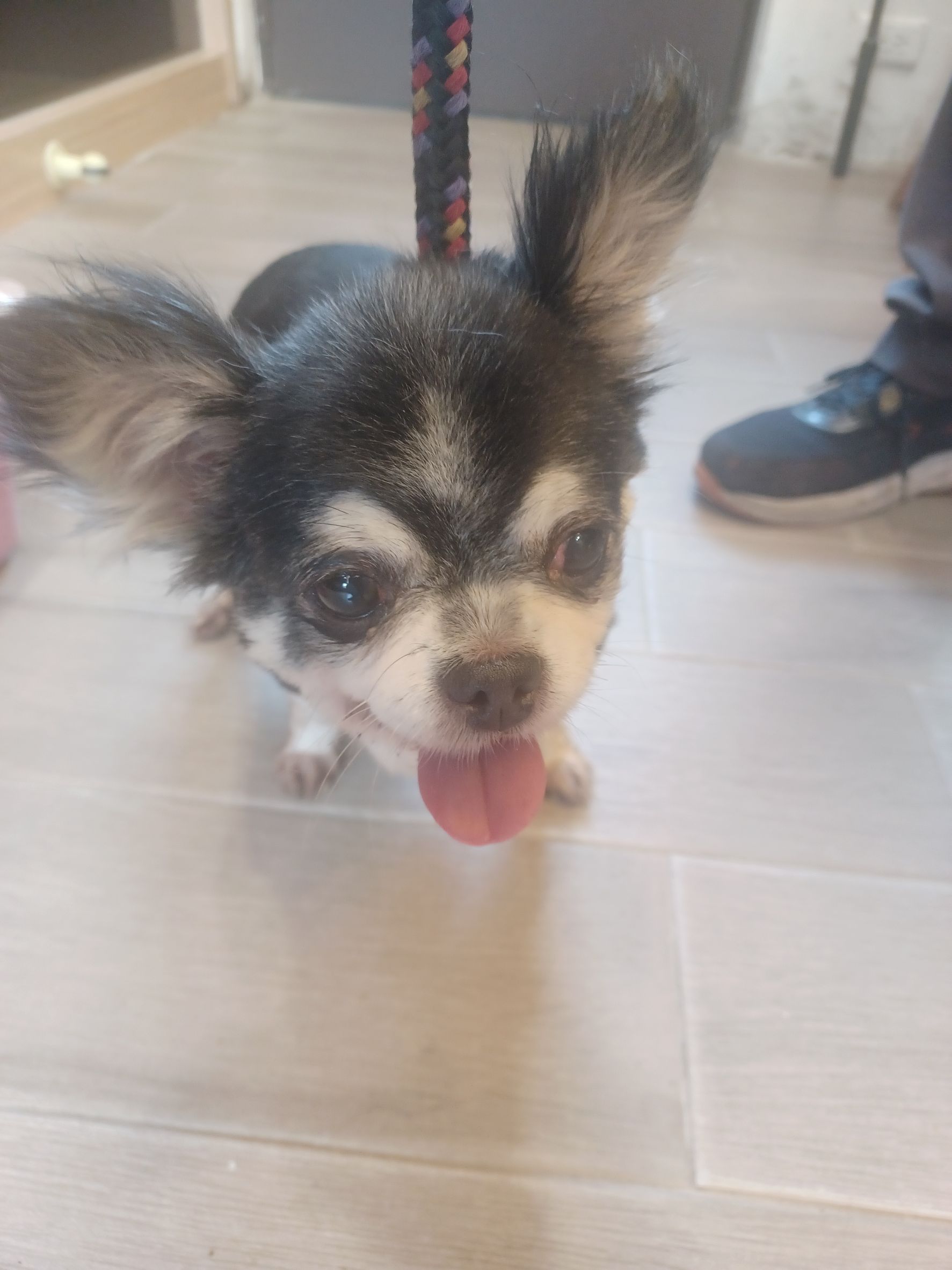 新北市待認養狗 吉娃娃犬