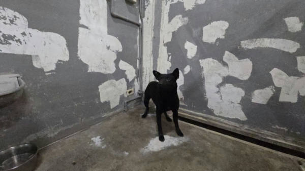 新竹市待認養狗 混種犬