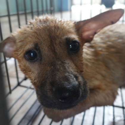 台南市待認養狗｜混種犬｜黃色｜母