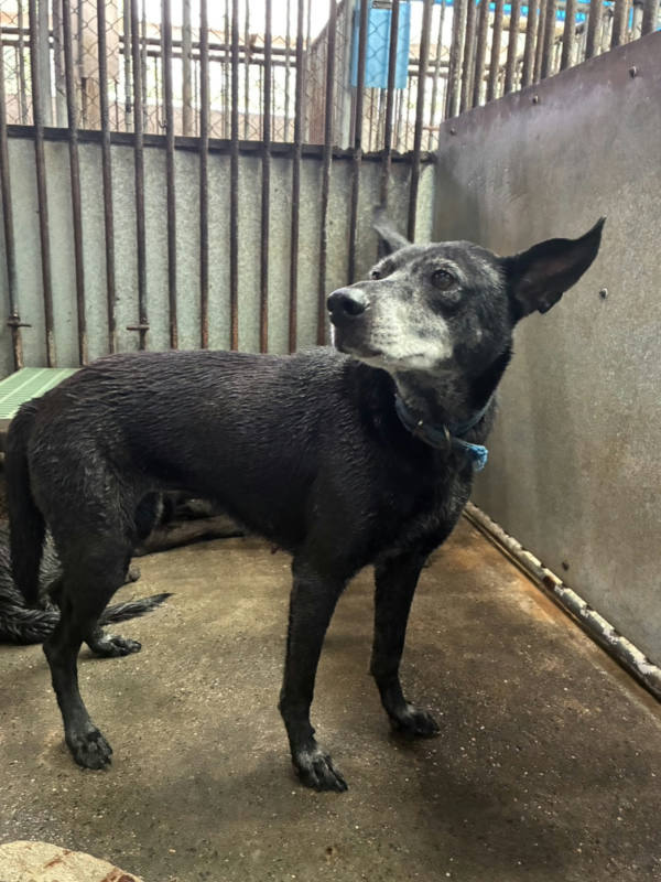 彰化縣待認養狗 混種犬