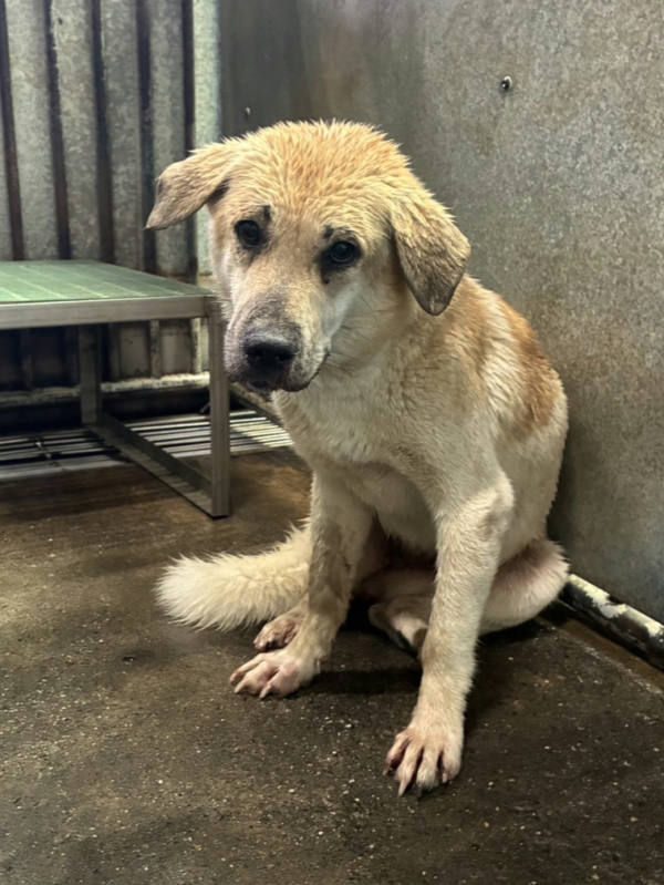 彰化縣待認養狗 混種犬