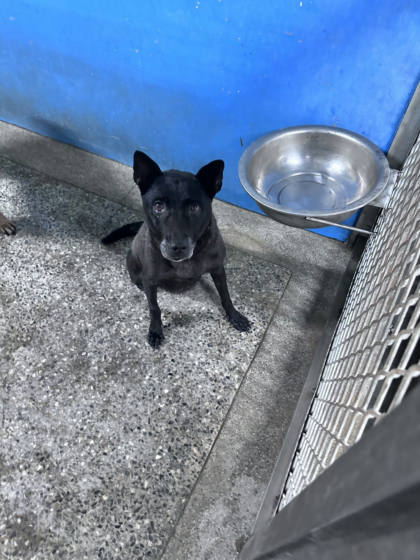 苗栗縣待認養狗｜混種犬｜黑色｜母
